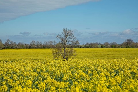 Tree, rapeseed field near Broadway, The Cotswolds, England, Great Britain