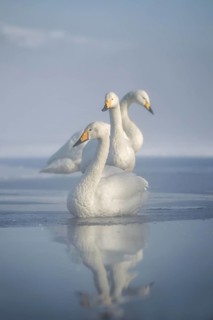 Whooper Swan (Cygnus cygnus) group, Hokkaido, Japan
