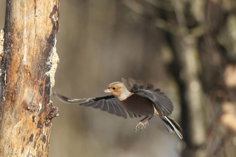 Chaffinch (Fringilla coelebs) male in flight, approach to forage wood, winter feeding, Allgäu,