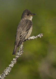 Olive-sided Flycatcher (Contopus cooperi), British Columbia, Canada