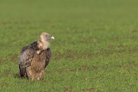 Griffon vulture, (Gyps fulvus), animals, birds, sitting in a meadow, biotope, habitat, resting,
