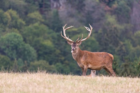 Red Deer buck standing on a meadow in autumn. Accompanied by some females. Trees in background