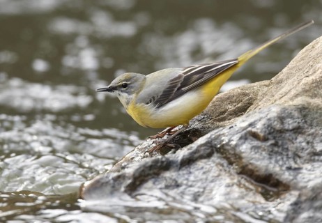 Grey Wagtail (Motacilla cinerea) male, Mecklenburg-Western Pomerania, Germany
