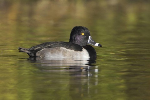 Ring-necked Duck (Aythya collaris) male, British Columbia, Canada