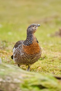 Western capercaillie (Tetrao urogallus) female (hen) standing on the ground at the edge of a foest,