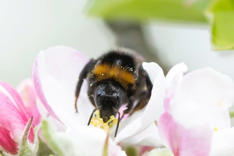 Buff tailed bumblebee (Bombus terrestris) adult bee insect feeding on apple tree blossom or flower