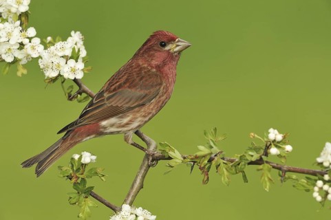 Purple Finch (Haemorhous purpureus) male, British Columbia, Canada