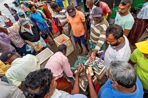 A busy fish market with people in colorful clothes selling fish in boxes, the fishermen at Matara