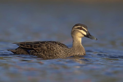 Pacific Black Duck (Anas superciliosa), Victoria, Australia