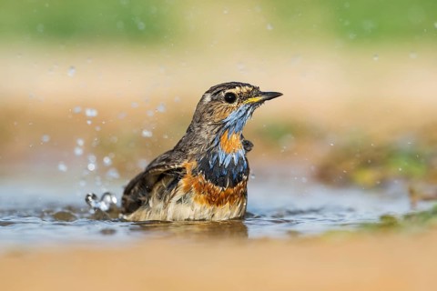 Bluethroat (Luscinia svecica svecica) male bathing, Eilat, Israel