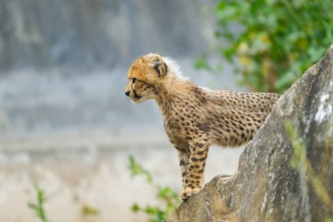 Cheetah (Acinonyx jubatus) youngster standing on a rock, captive, occurrence Africa