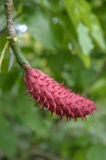 Large-leaf magnolia (Magnolia tripetala), Bruns Nursery, Gristede, Lower Saxony, Germany