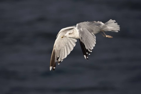 European Herring Gull (Larus argentatus) flying, Baltic Sea, Germany