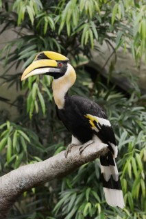 Great hornbill (Buceros bicornis), male, captive, occurrence in Asia