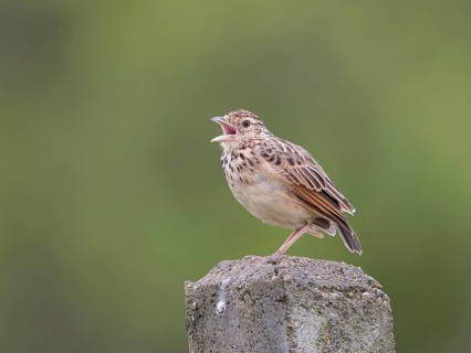 Jerdon's Bush Lark (Mirafra affinis) singing, Sri Lanka