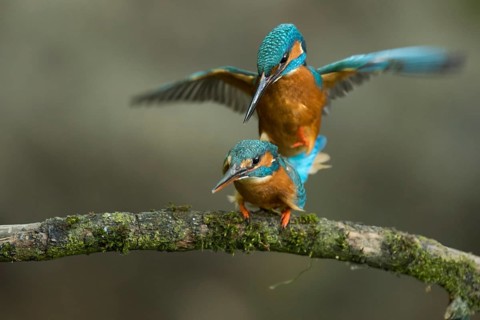 Common Kingfisher (Alcedo atthis) pair mating, Lower Saxony, Germany
