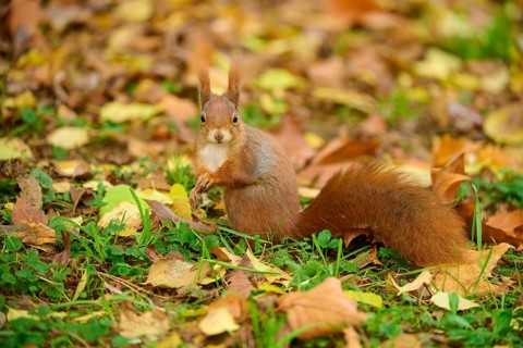 Eurasian squirrel (Sciurus vulgaris), standing in a meadow full of autumn leaves with colourful