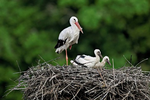 White stork (Ciconia ciconia), adult with two chicks standing on eyrie, Canton Aargau, Switzerland