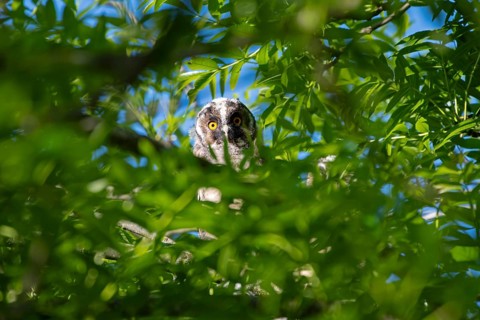 Long-eared owl (Asio otus), young bird, nest fledgling, Bottrop, Ruhr area, North Rhine-Westphalia,