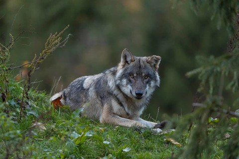 One eurasian gray wolf (Canis lupus lupus) lying on a hill, chewing on a piece of fur. A green