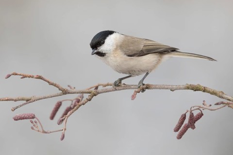 Marsh Tit (Poecile palustris) perched on a branch, Poland