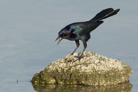 Boat-tailed Grackle (Quiscalus major) with prey, Florida, USA