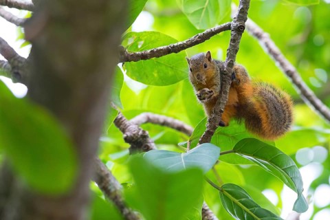 African Ground Squirrel, squirrel family, animals, mammals, biotope, habitat, eats, (Xerus