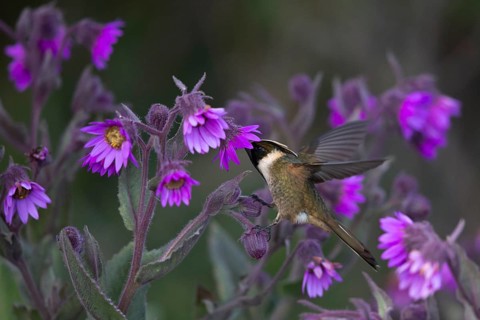 Buffy Helmetcrest (Oxypogon stuebelii) male feeding on flower nectar, Los Nevados National Park,