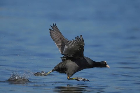 A coot (Fulica atra) walks across the water and flaps its wings, Hesse, Germany, Hesse, Germany