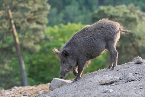 One wild boar or wild pig (Sus scrofa), standing on a hill of debris, with a forest in the