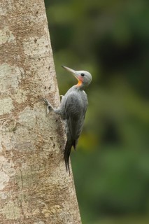 Great Slaty Woodpecker (Mulleripicus pulverulentus) male, Yunnan, China