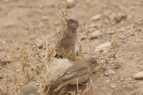 Trumpeter Finch (Bucanetes githagineus), Morocco