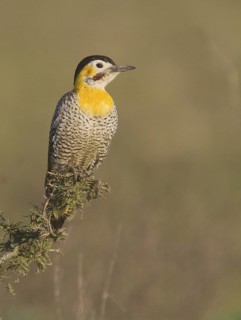 Campo Flicker (Colaptes campestris) male, Corrientes, Argentina