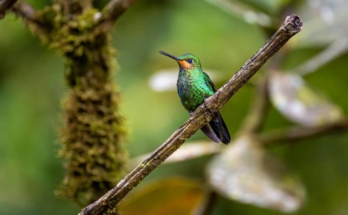 Green-crowned Brilliant (Heliodaxa jacula) sitting on a branch, Monteverde Cloud Forest, Monte