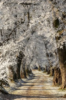 A snowy, frosty path through a dense avenue of hoarfrost trees, Linden avenue near Maria Schnee,
