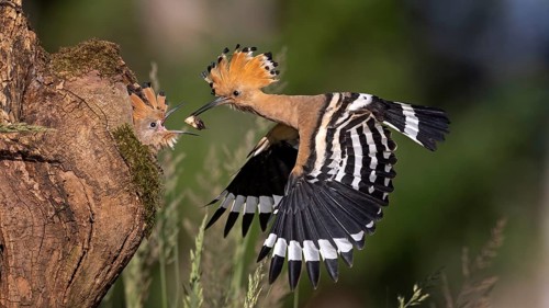 Eurasian Hoopoe (Upupa epops) feeding chick in breeding cavity, Saxony-Anhalt, Germany