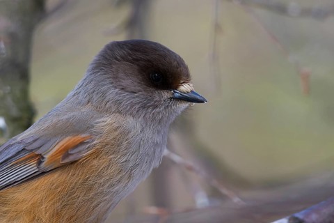 Siberian Jay - Unglückshäher - Perisoreus infaustus ssp. infaustus, Norway, adult