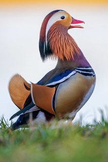 Mandarin Duck (Aix galericulata) male, Saxony-Anhalt, Germany