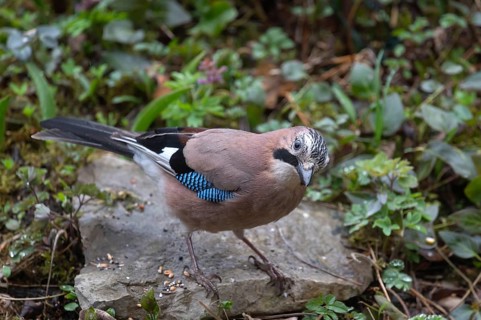 Eurasian jay (Garrulus glandarius) foraging for food, Bavaria, Germany