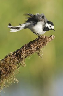 White Wagtail (Motacilla alba), United Kingdom