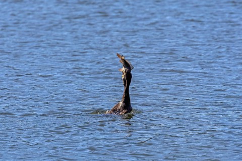 Cormorant (Phalacrocorax carbo) devouring fish in the water, Bolle di Magadino nature reserve in