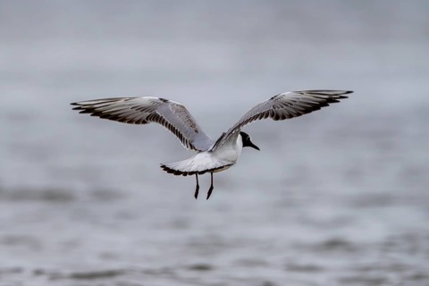 Black-headed gull (Larus ridibundus), flying over the sea, Texel, Netherlands