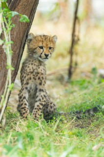 Cheetah (Acinonyx jubatus) youngster sitting on the ground, captive, occurrence Africa