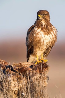 Common Buzzard (Buteo buteo) perched on a stump, Castile-La Mancha, Spain