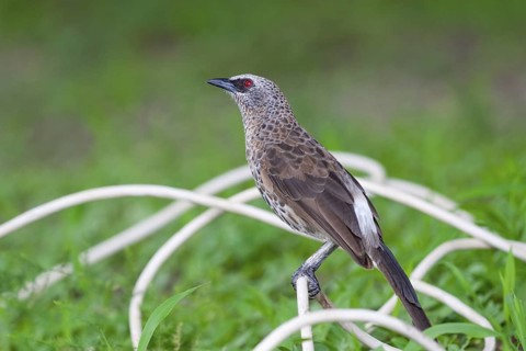 Hartlaub's Babbler (Turdoides hartlaubii), Okavango-Delta, Botswana