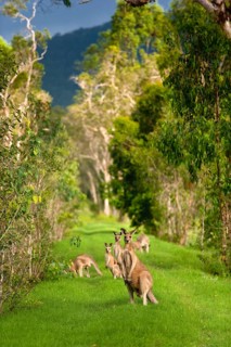 Giant kangaroos (Osphranter rufus) in a forest, wild, free, wilderness, fauna, heraldic animal, on