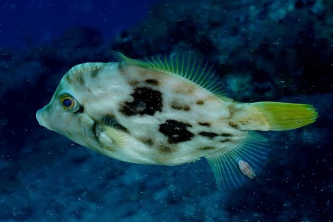 Brown filefish (Stephanolepis hispidus)