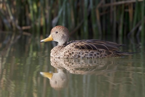Yellow-billed Pintail (Anas georgica) female, Lago Huacarpay Reserve, Peru