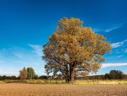 Ploughed field with huge solitary oak under blue sky with clouds in autumn, giant tree, natural