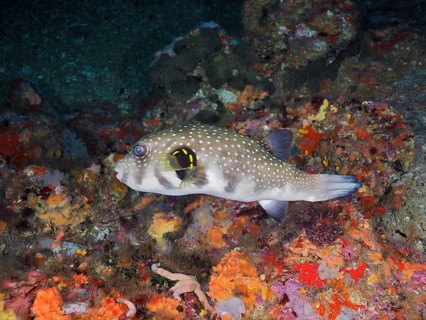 White-spotted pufferfish (Arothron hispidus)